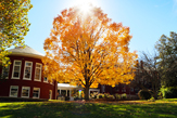 Photo of Tree on Campus Quad