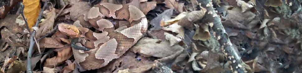 Photo of a Copperhead Snake