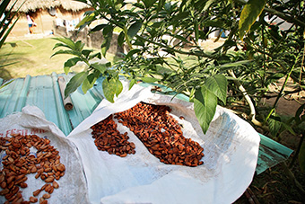 Cacao Beans